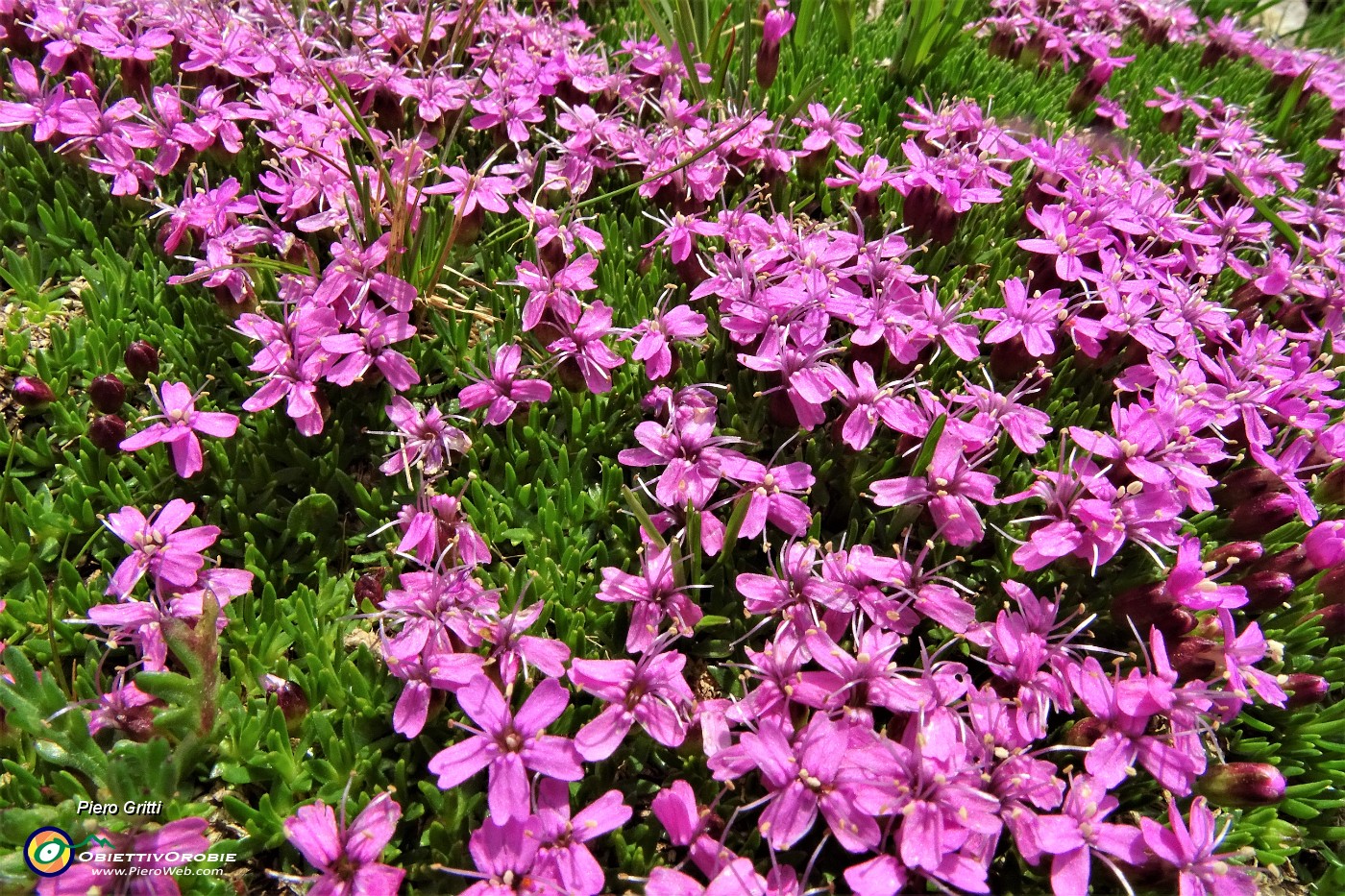 61 Silene a cuscinetto (Silene acaulis).JPG